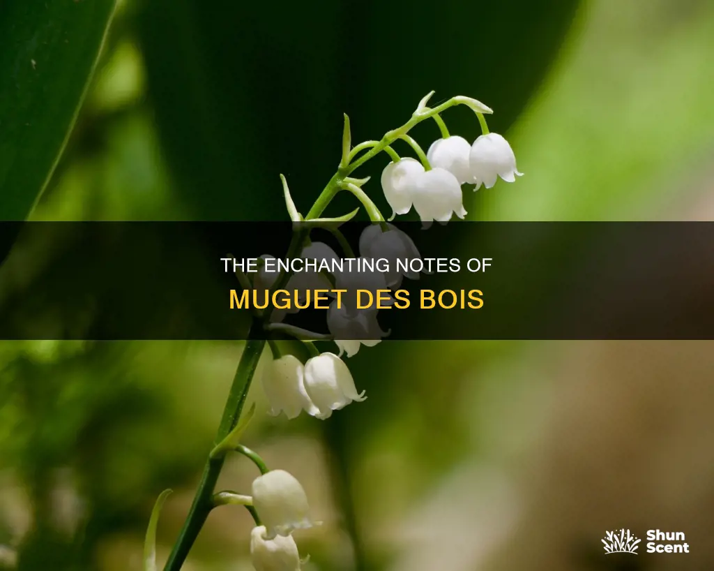 what is in the fragrance muguet des bois