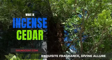 Incense Cedar: A Fragrant Tree With Many Uses