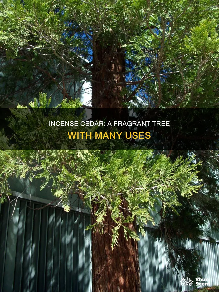 what is incense cedar