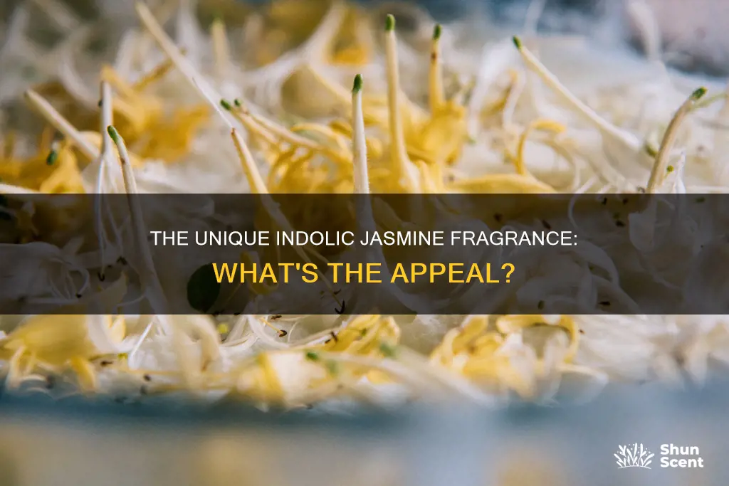 what is indolic jasmine fragrance