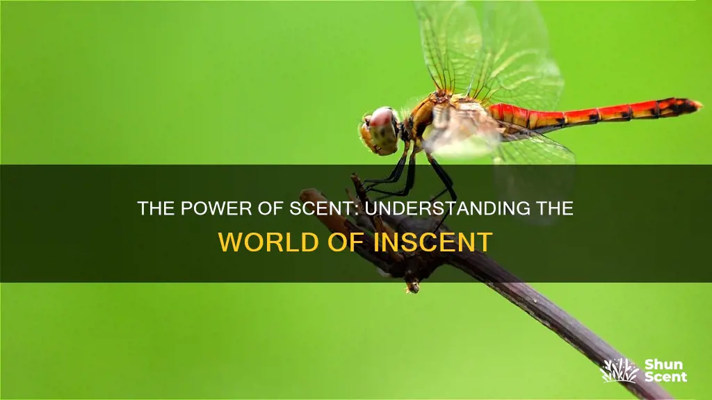 what is inscent