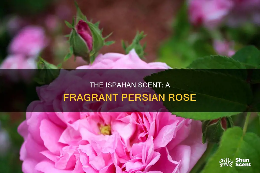 what is ispahan perfume