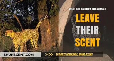 Understanding Scent Marking: How Animals Communicate Through Scents