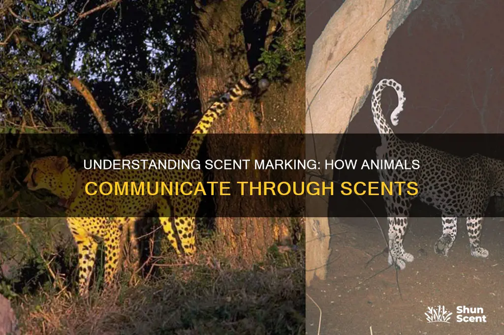 what is it called when animals leave their scent