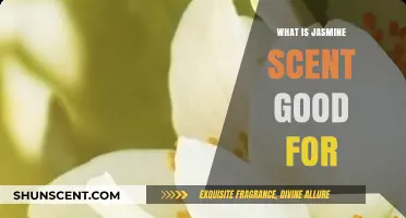 Jasmine Scent Benefits: Relaxation, Mood Boost, and Aromatherapy Uses