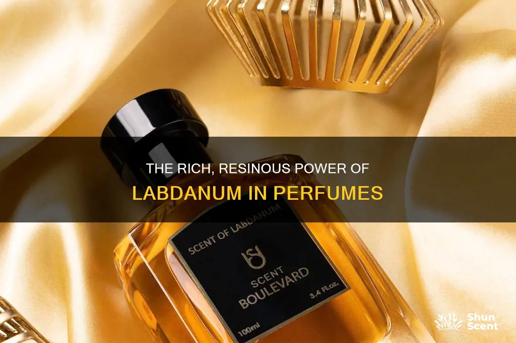 what is labdanum in perfume