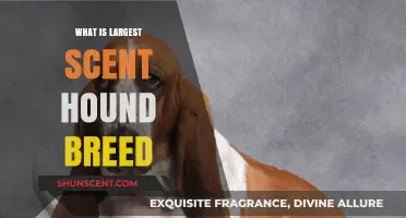 Discovering the Majestic Basset Hound: The Largest Scent Hound Breed