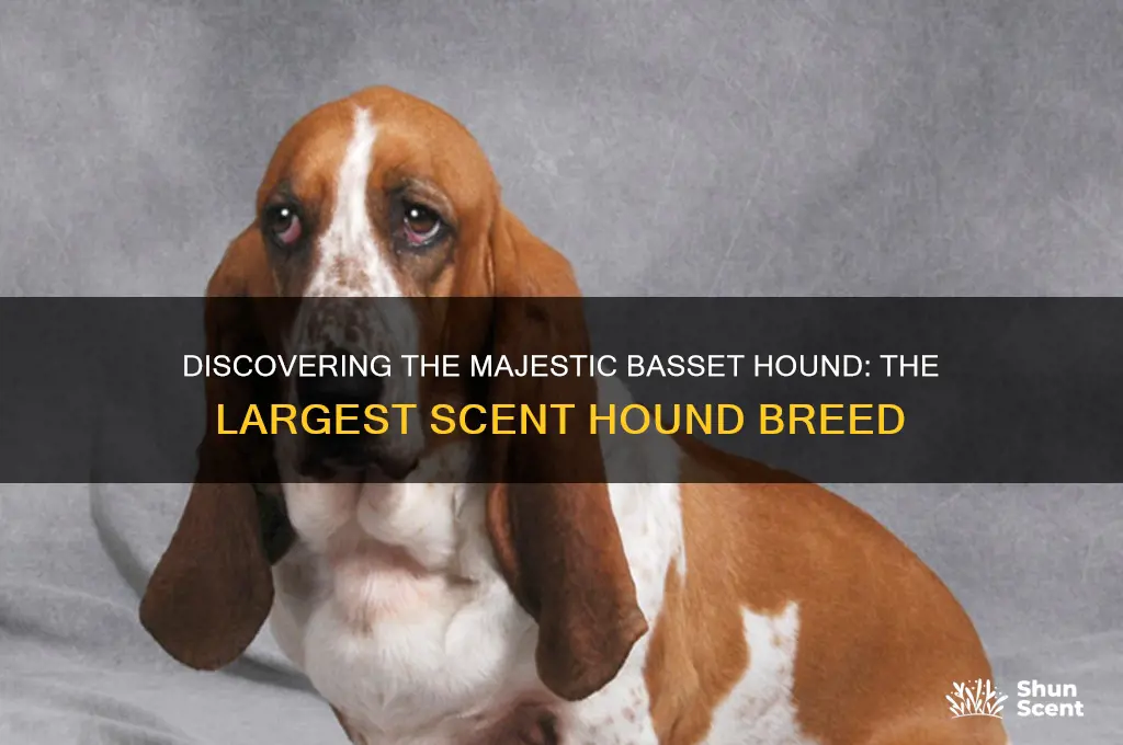 what is largest scent hound breed