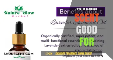 Lavender Scent Benefits: Relaxation, Stress Relief, and More Uses