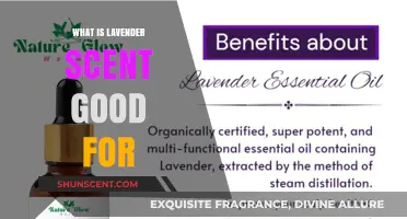 Lavender Scent Benefits: Relaxation, Stress Relief, and More Uses