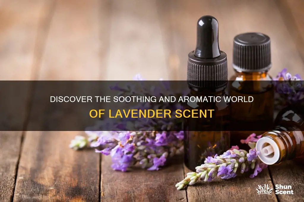 what is lavender scent