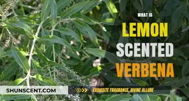 Discover the Aromatic Charm of Lemon Scented Verbena: A Guide