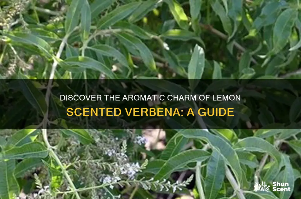 what is lemon scented verbena