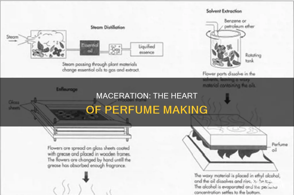 what is maceration in perfume
