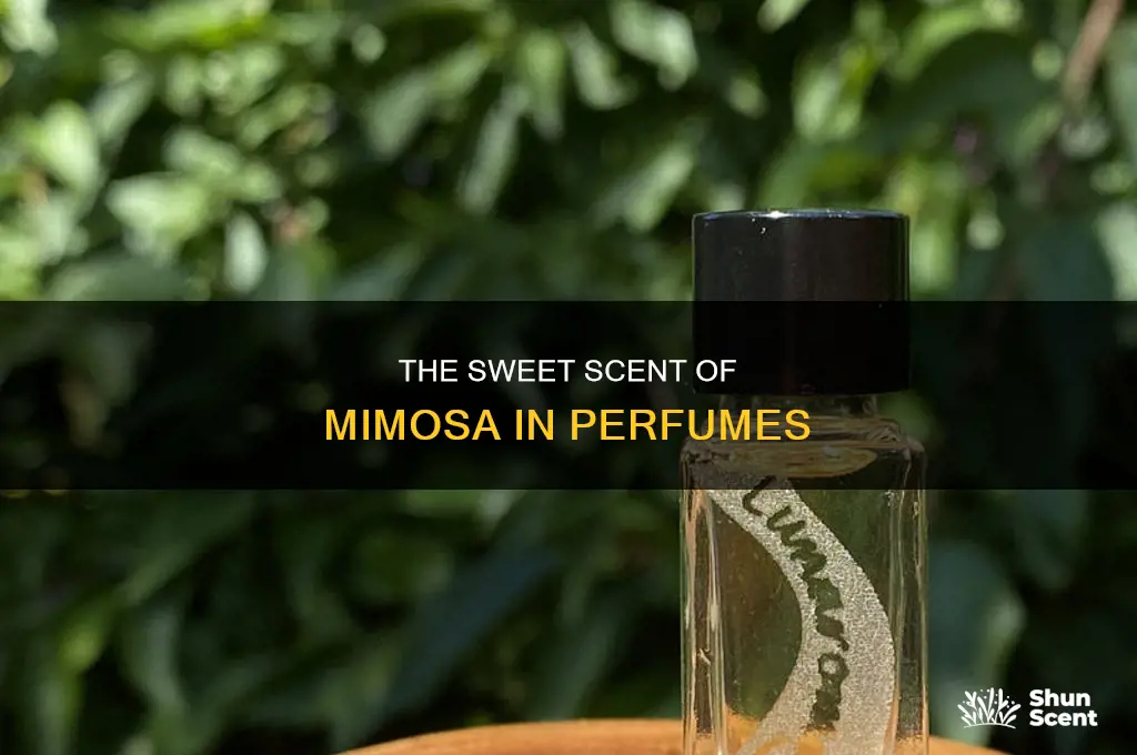 what is mimosa in perfume