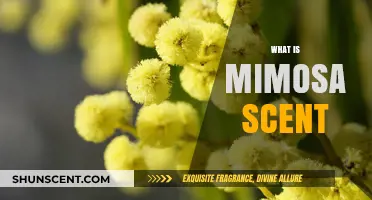 Discover the Enchanting Mimosa Scent: A Floral Fragrance Guide