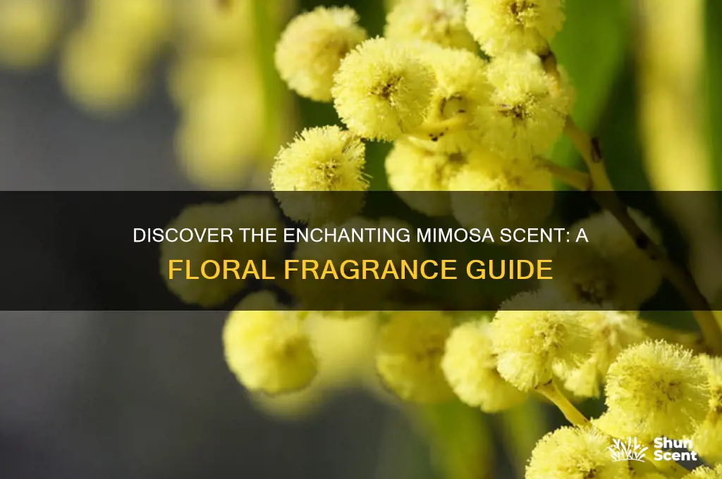 what is mimosa scent
