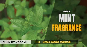 The Mint Fragrance: A Fresh, Cool Scent