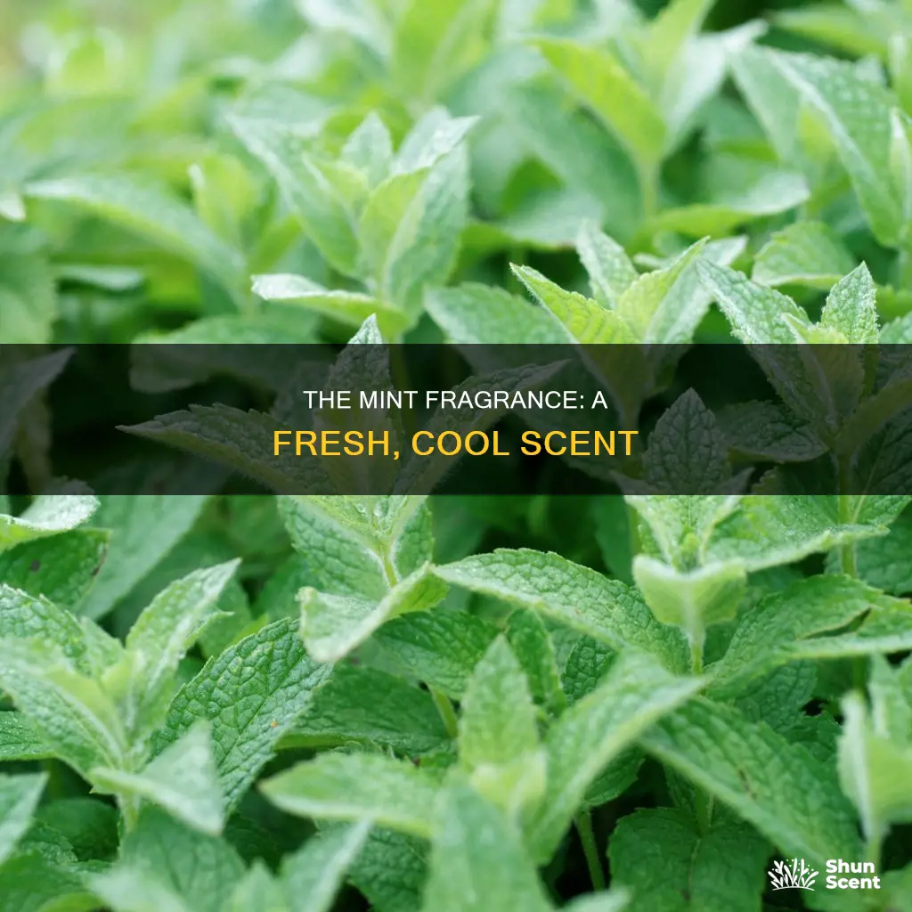 what is mint fragrance