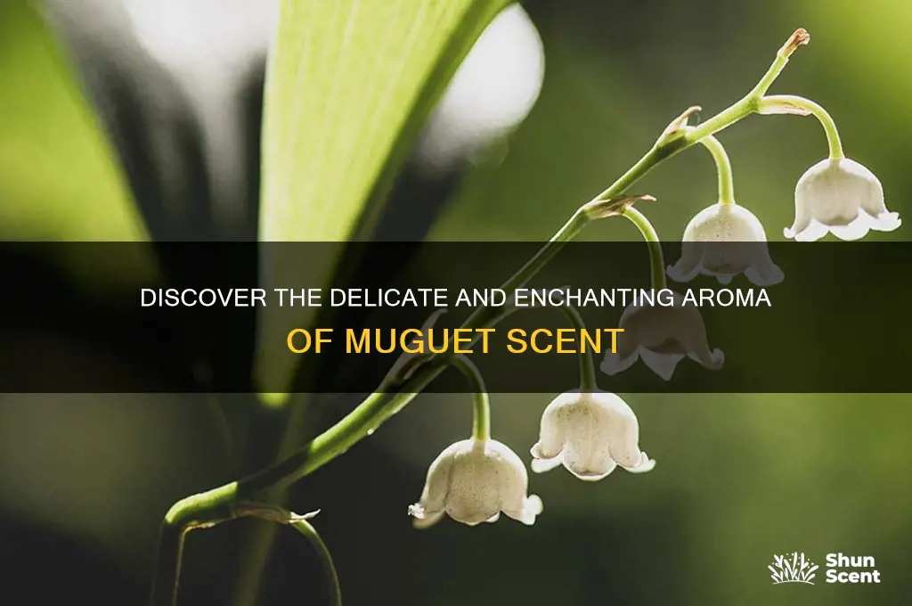 what is muguet scent