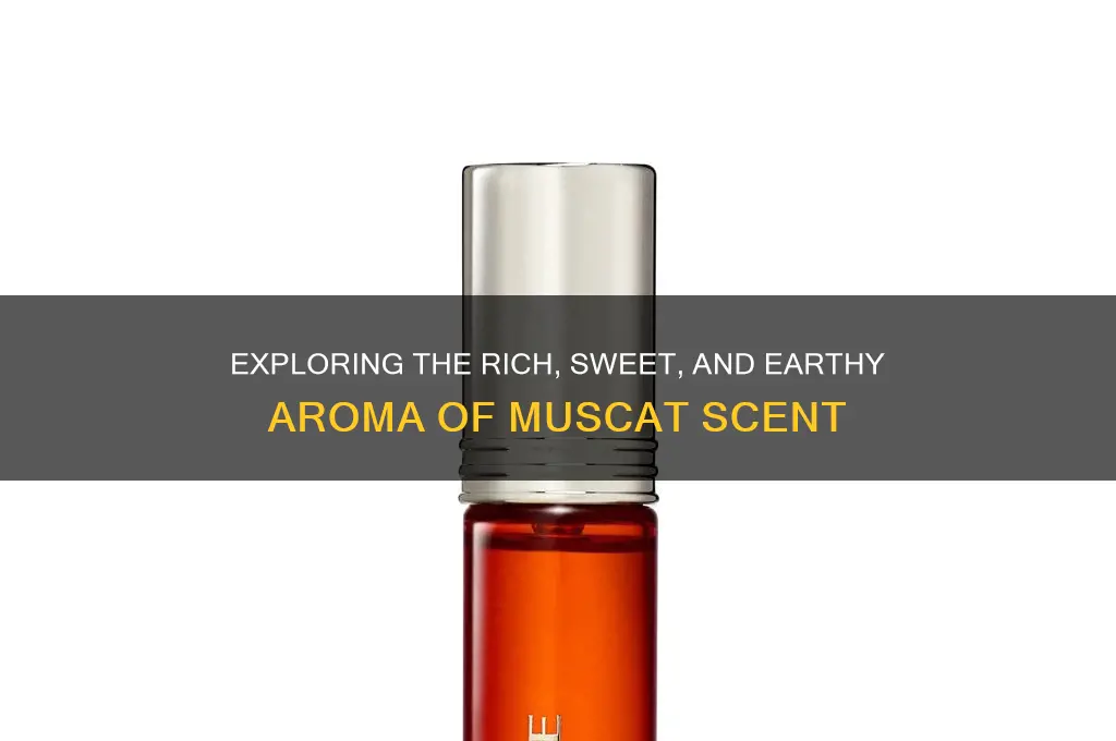 what is muscat scent