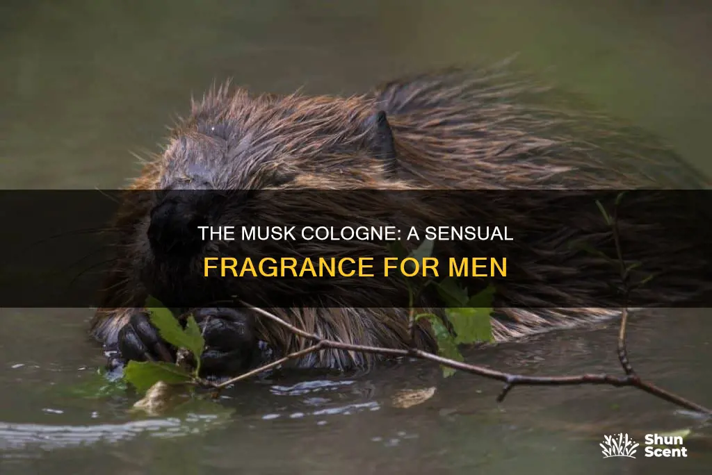 what is musk cologne