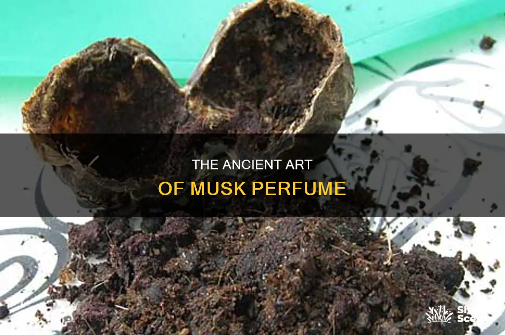 what is musk perfume made from