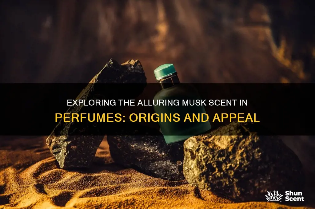 what is musk scent in perfume
