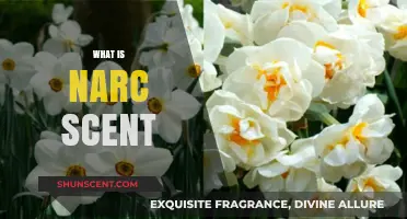Understanding Narc Scent: Unveiling the Mysterious Fragrance of Narcissus
