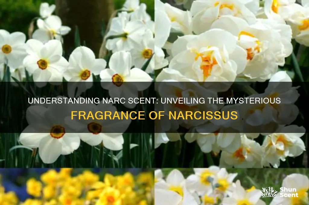 what is narc scent