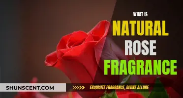 The Natural Rose Fragrance: A Sensory Experience