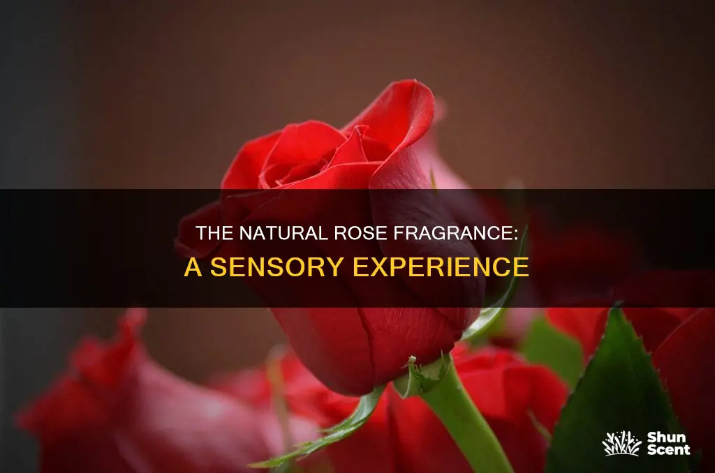 what is natural rose fragrance