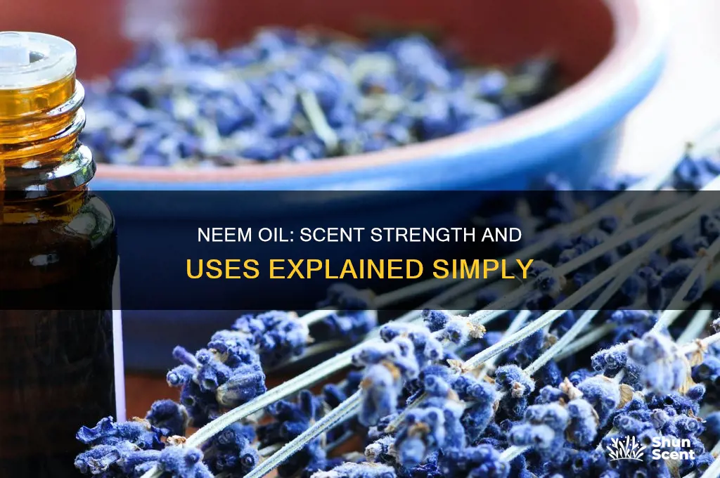 what is neem oil and how strong is the scent
