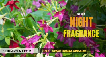 The Mystique of Night-Blooming Fragrances