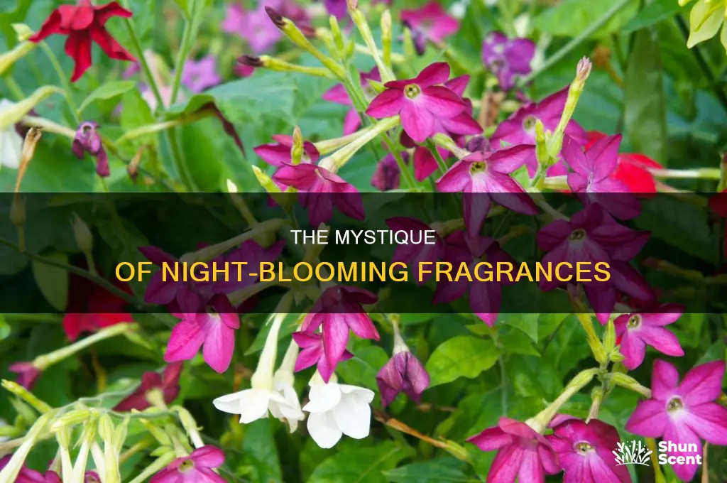 what is night fragrance