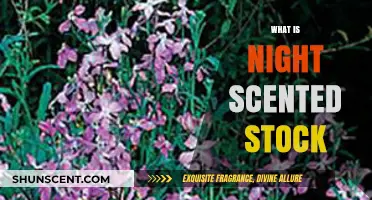 Discover Night Scented Stock: Fragrant Evening Beauty for Your Garden