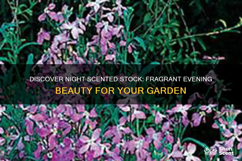 what is night scented stock