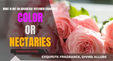 The Allure of Flowers: Fragrance, Color, and Nectaries Explained