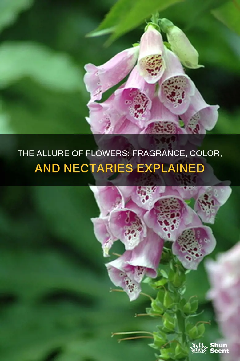 what is not an advantage offlower fragrance color or nectaries