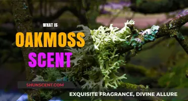 Exploring the Earthy, Woody, and Mystical Aroma of Oakmoss Scent