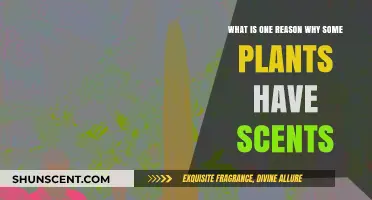 Why Do Some Plants Have Scents? The Science Behind Fragrance
