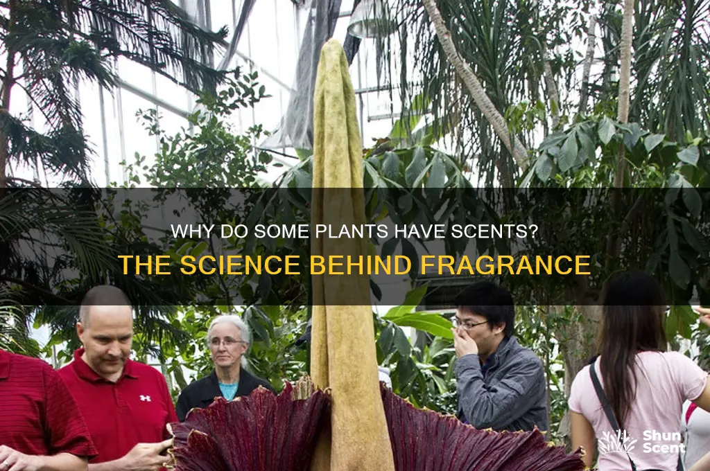 what is one reason why some plants have scents