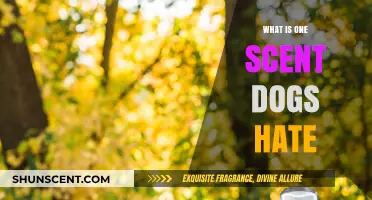 Unpleasant Aromas: Discovering the Scent Dogs Despise the Most