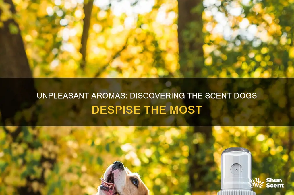 what is one scent dogs hate