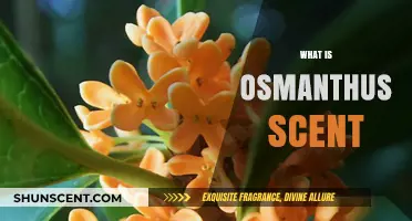 Discover the Enchanting Osmanthus Scent: A Floral Fragrance Guide