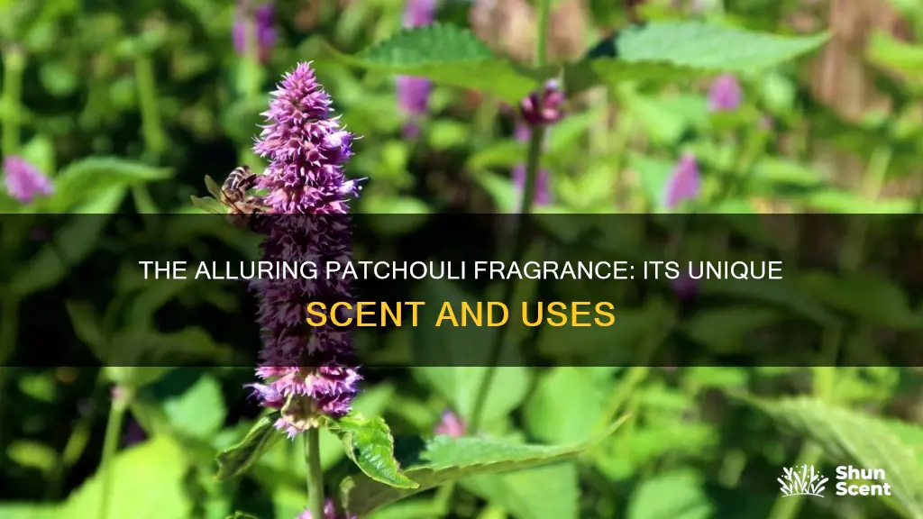 what is patchouli fragrance