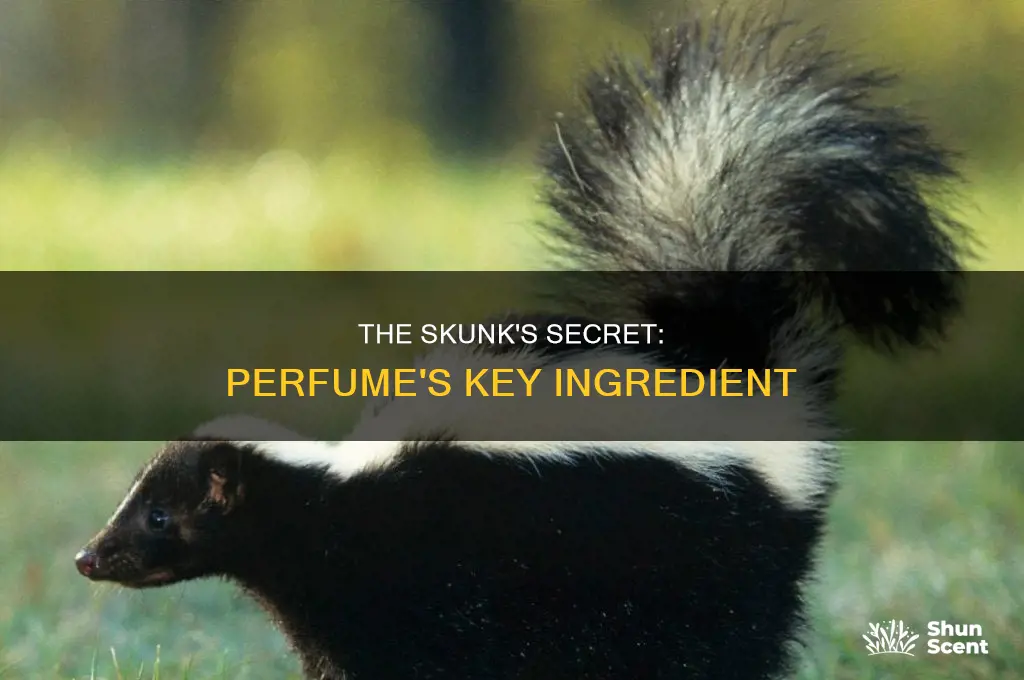 what is perfume made of skunk