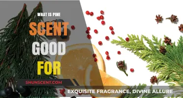 Pine Scent Benefits: Enhancing Mood, Health, and Home Naturally