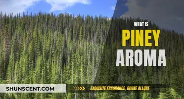 Piney Aroma: What's the Deal With That Fresh, Forest Scent?