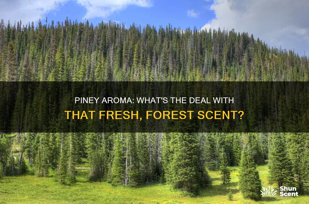 what is piney aroma